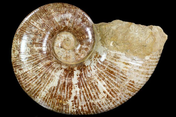 Thick, Polished Ammonite - Jurassic #108750